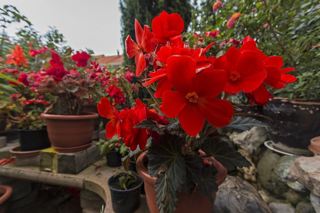 Bitrak Guest House Ohrid Exterior photo